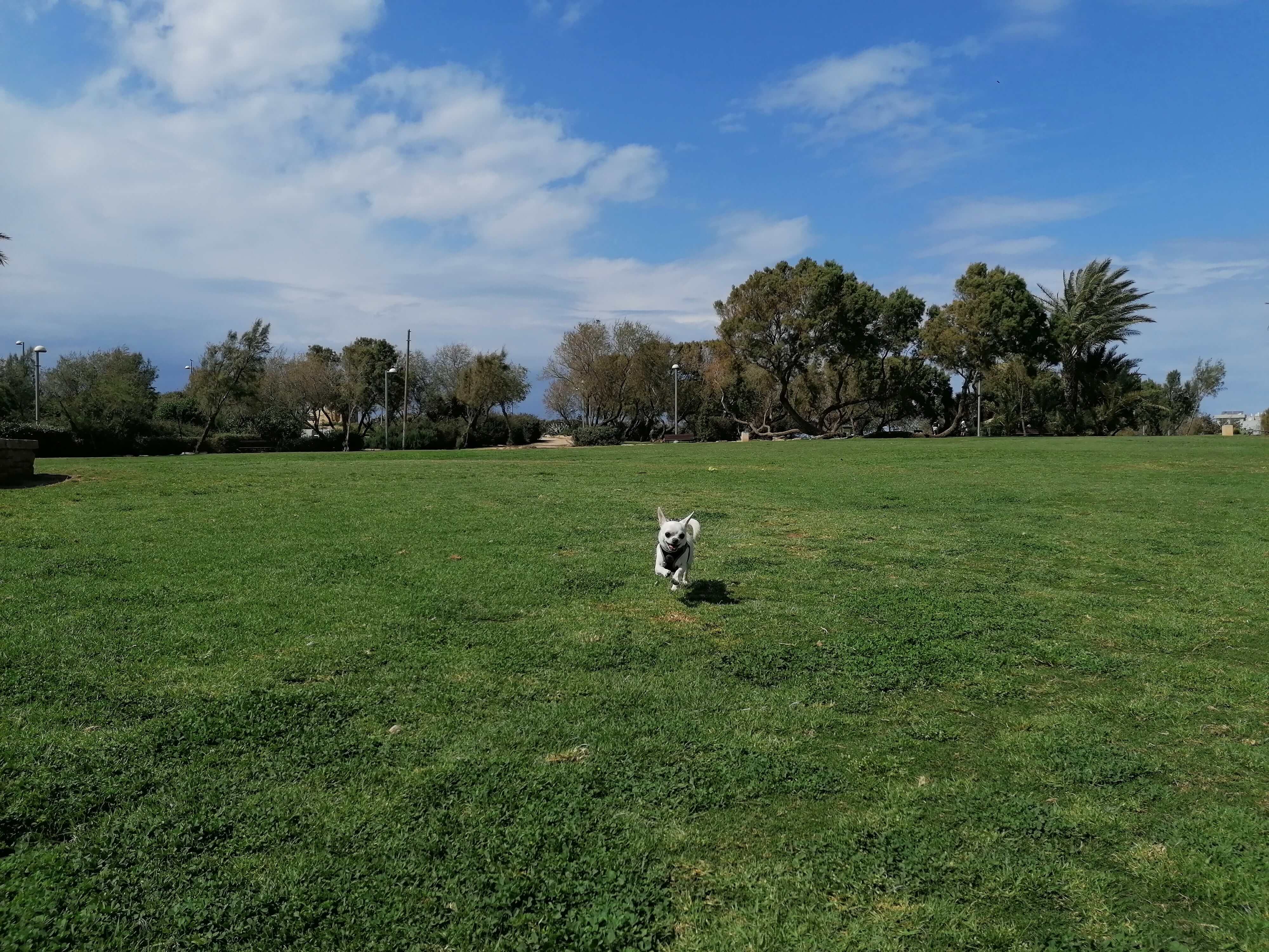 Milo running in a green open field of grass