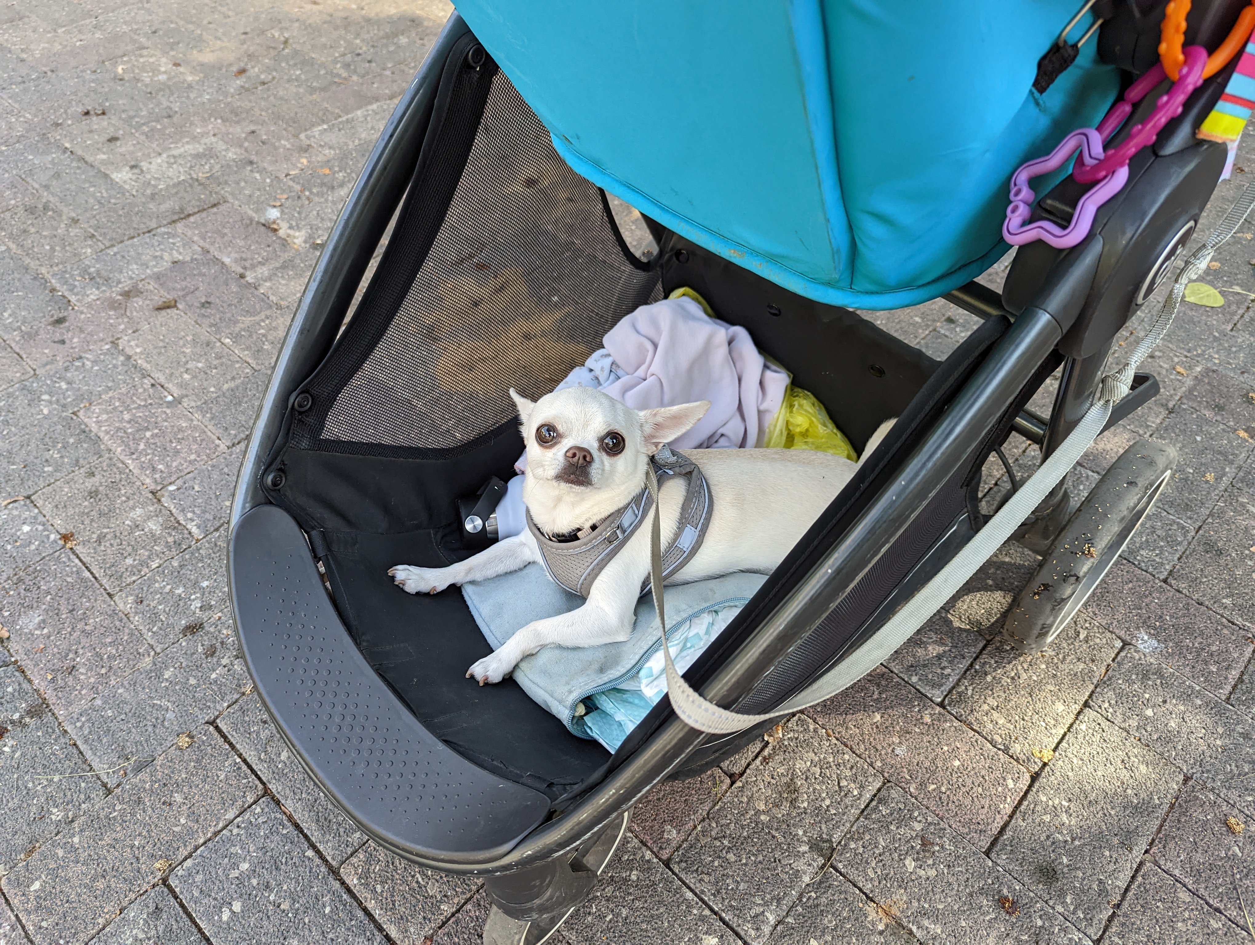 An image of Milo in a stroller