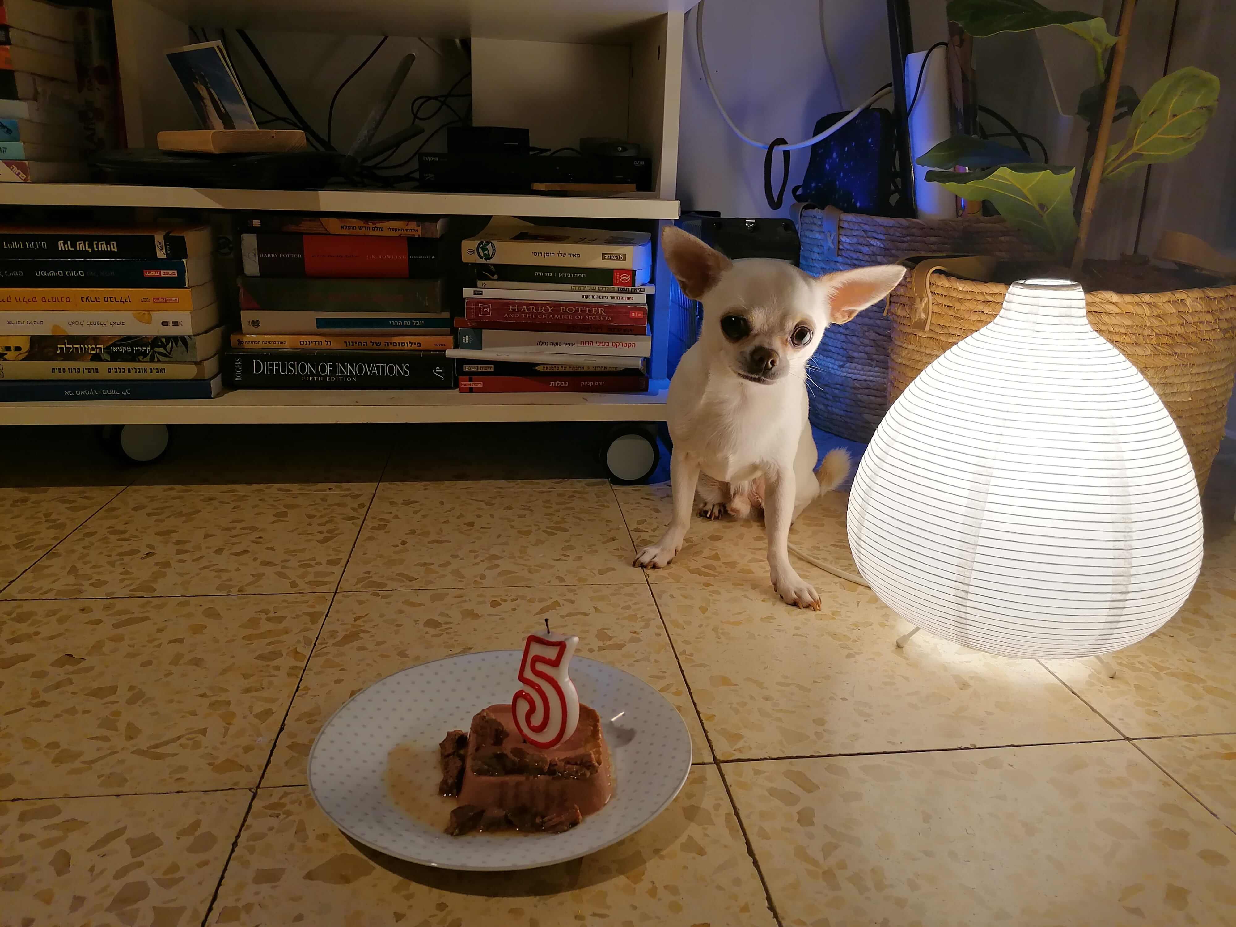 Milo in front of a plate with cake and a candle of the number 5